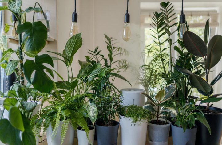 8 نوع گیاه آپارتمانی محبوب