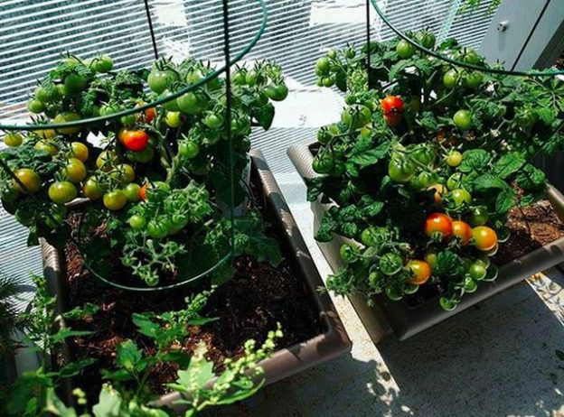 کاشت سبزیجات در آپارتمان